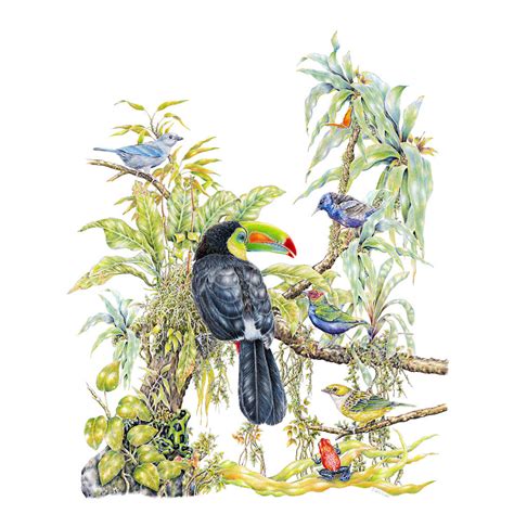 Tropical Birds Limited Edition Print Wildlife Drawings By Jim Wilson