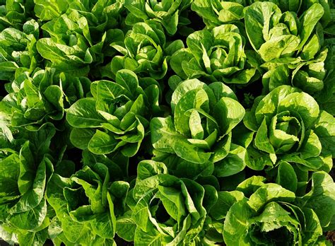 Ja, das ist leider unausweichlich. Feldsalat - Was wächst wann