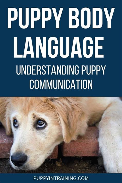 Puppy Body Language Understanding Puppy Communication Puppies Body