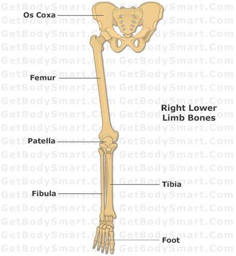 Lower Extremity Bones Anatomy ~ Anatomy Lower Bones Limb Knee Leg Femur
