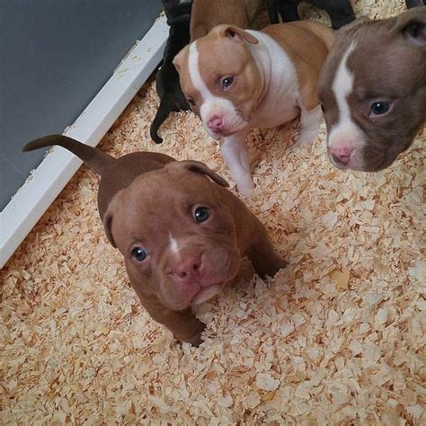 19 Reasons Why Pit Bull Puppies Are The Most Dangerous Creatures On Earth
