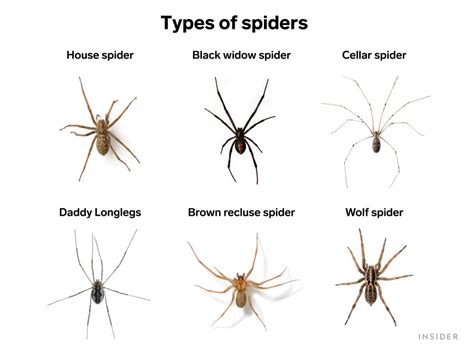 Common Poisonous House Spiders