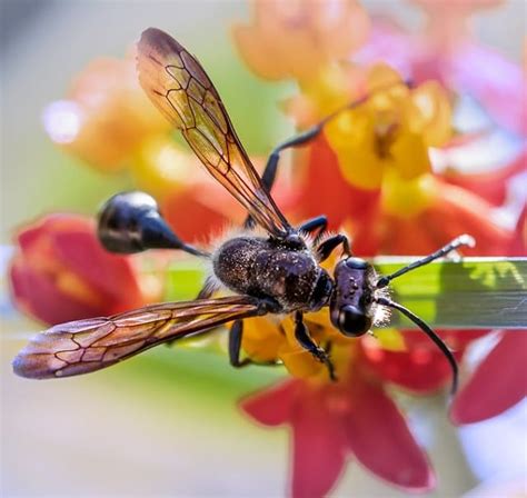 Images, articles or videos on this website sometimes come from various other media sources. Fliegende Ameisen - erkennen und bekämpfen