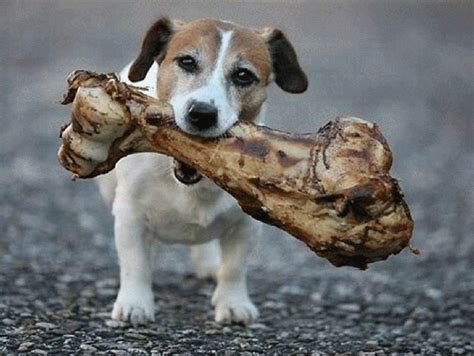 Why Do Dogs Bury Bones Their Prize Possessions News Without Politics