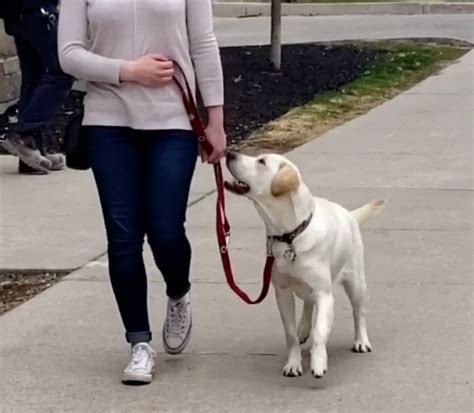 Loose Leash Walking Train Your Dog With These Easy Tips Ontario
