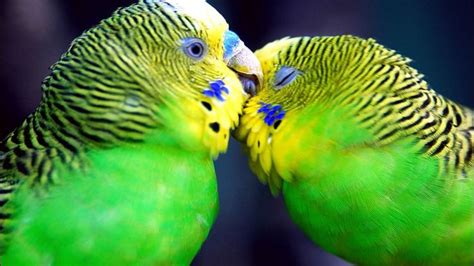 Kissing Budgies Animals Funny Wallpapers Cute Birds Animals