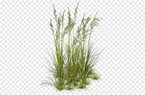 White pampas grass ornamental grasses feather reed grass ornamental grasses pink muhly grass ornamental grasses horsetail reed ornamental grasses blue lyme grass ornamental grasses blue oat grass ornamental grasses variegated japanese forest grass ornamental grasses blue grama ornamental grasses little bluestem grass ornamental grasses switch grass ornamental grasses feather grass ornamental grasses perennials Grass Flower Herbaceous plant Lawn, aquatic plants PNG ...