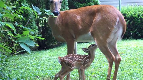 Mama Deer Nursing Baby Youtube