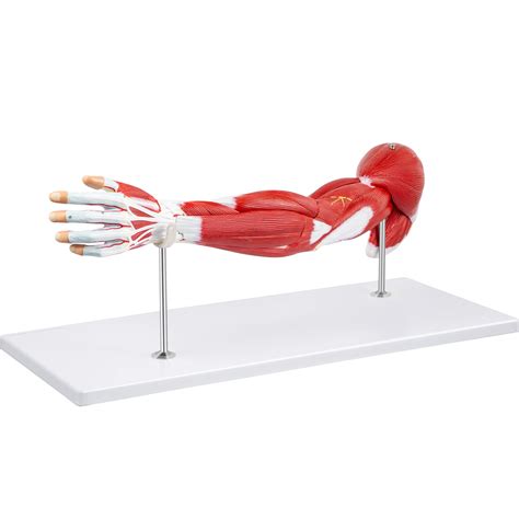 Buy Vevor Arm Muscle Model 7 Parts Muscular Arm Anatomy Model Life