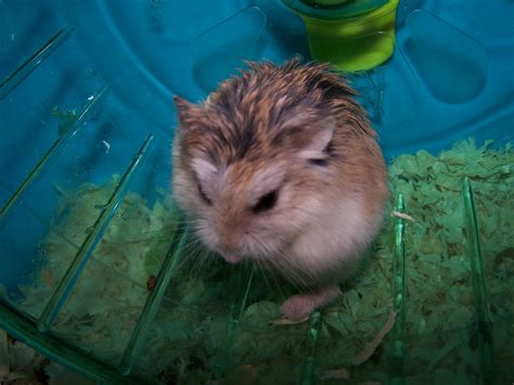 Filedwarf Roborovski Hamster Wikimedia Commons