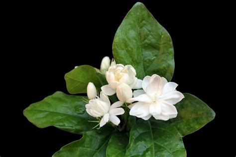 No pruning is formally required but an annual makeover at the end of winter will enhance blooming. All About Planting And Taking Care of the Star Jasmine ...