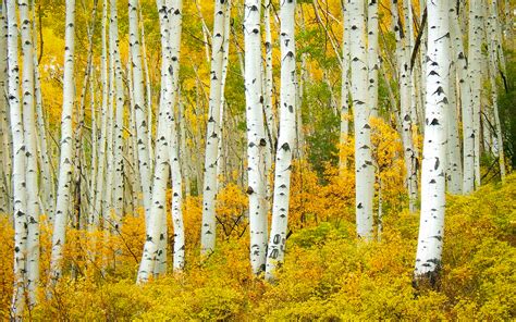 Autumn Birch Forest 4k Ultra Hd Wallpaper Background Image