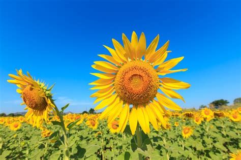 Beautiful Landscape With Sunflower Field Over Cloudy Blue Sky And