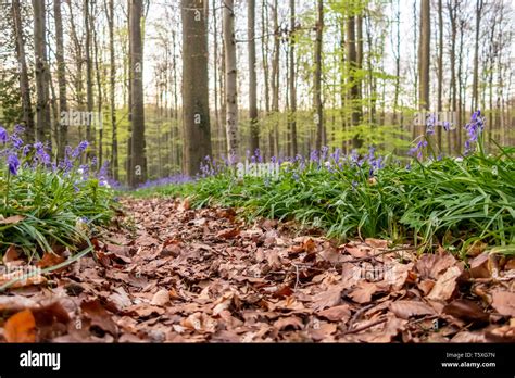 Purple Carpet Of Blooming Bluebells Under Sequoia Trees Spring In The