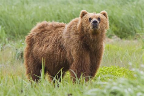 File2010 Kodiak Bear 1 Wikimedia Commons
