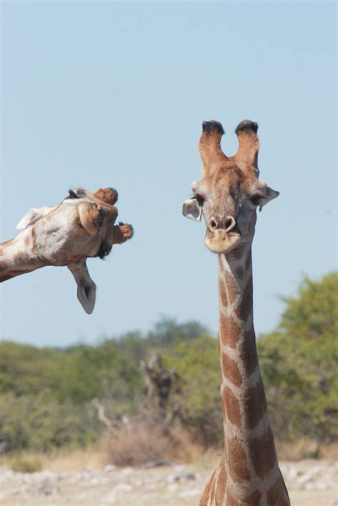 42 Hilarious Finalists In This Years Comedy Wildlife Photography