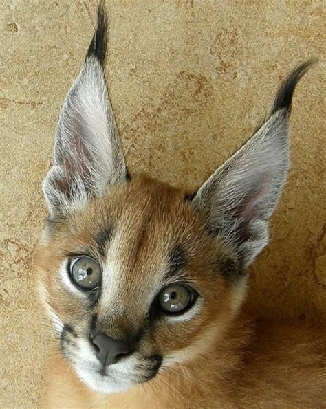 Big Cat Breeds With Pointy Ears Dogs And Cats Wallpaper