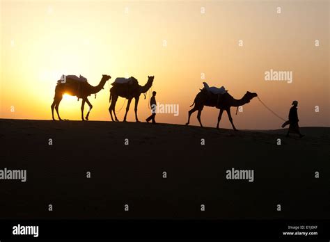 Men Walking With Camels At Sunset In The Thar Desert Jaiselmer India