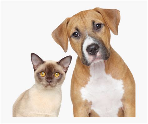 Cat And Dog Portrait Hd Png Download Kindpng
