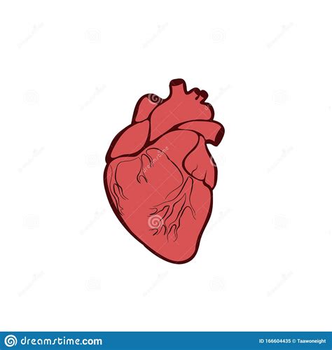 Human Heart Anatomy Organs Symbol Vector Illustration In Cartoon