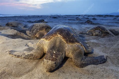 This turtle has large claws on its flippers, and despite being olive green, sometimes it looks reddish due to the concentration of. Olive ridley sea turtle nesting - Stock Image - C048/3994 ...
