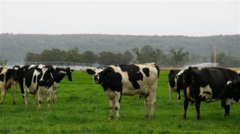 Australian Milk Production Falls 65 Per Cent In December Queensland