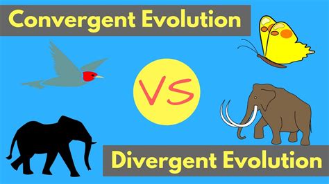 Convergent Evolution Vs Divergent Evolution Shared Traits Explained