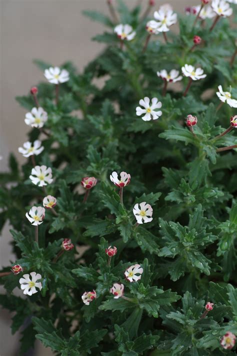 The flowers of this plant open in the evening and become steadily more fragant as the night progresses. Zaluzianskya capensis 'Night Phlox' Second Blooming ...