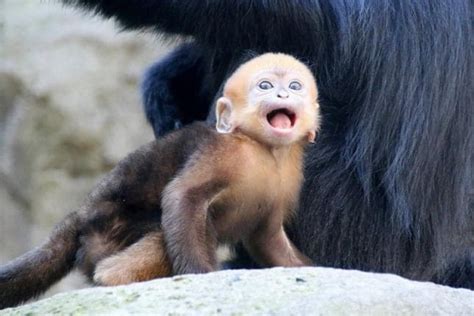 Australian Zoo Celebrates Birth Of One Of Worlds Rarest Monkeys Tvts