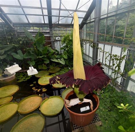 Ökologisch botanischer garten in bayreuth. Titanwurz blüht im Botanischen Garten in Bayreuth - WELT