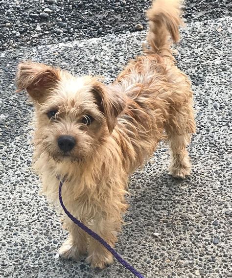 Adopt Frankie on Petfinder | Norwich terrier, Terrier mix dogs, Frankie