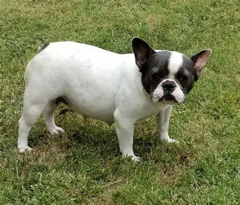 Interested in getting a french bulldog from a location below? French Bulldog Breeder - Bulldogs for Sale in Oklahoma | S ...
