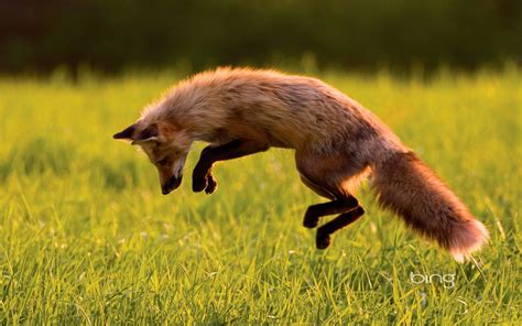 Fox Jumping Bing ~ Dream Wallpapers