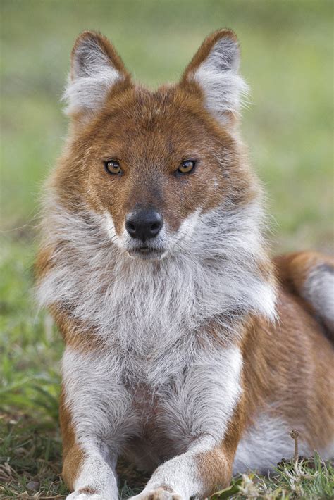 Dhole Dholes Are Social Wild Dogs Classified As Endangered Flickr