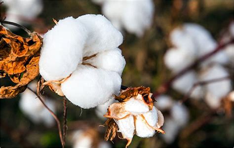 India : Organic cotton: Healing wounds in Vidarbha - Textile News India