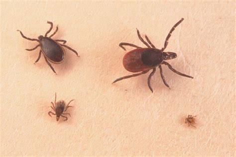 How To Treat Tick Bites On Dogs Lyme Disease Tick Bite Deer Ticks