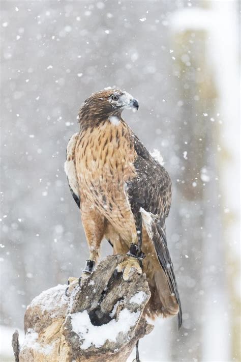 Red Tailed Hawk In The Snow Stock Image Image Of Forest Megascops