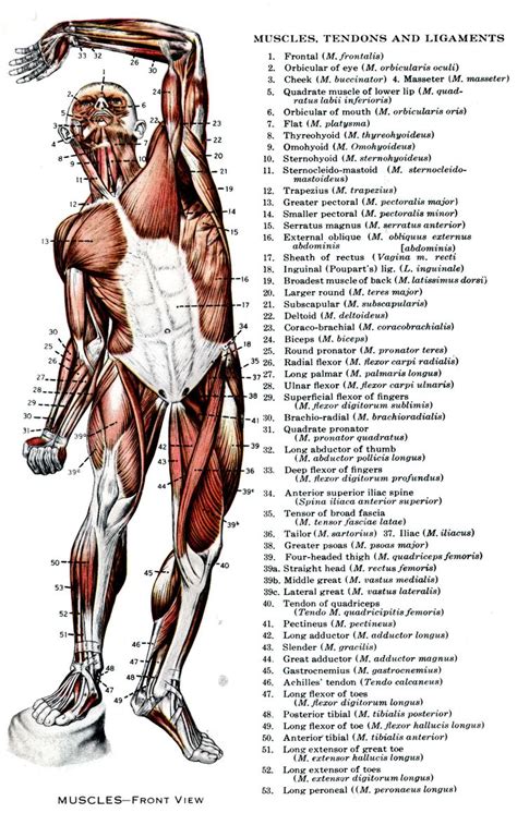 These muscles allow the ankle to bend downward and outward. 1000+ images about CME - General on Pinterest ...