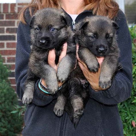 German Shepherd Puppies For Sale In Richmond Virginia Petsidi