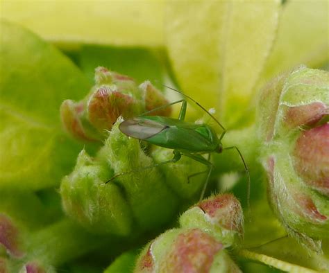 Heteroptera Miridae Lygocoris Pabulinus So 7347 Gailhampshire