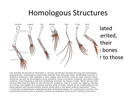#school #science #teacher #stem #scienceeducation. PPT - Biology 3.5 PowerPoint Presentation - ID:3026695