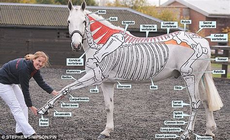 21 Best Images About Equine Anatomy On Pinterest Horse Anatomy