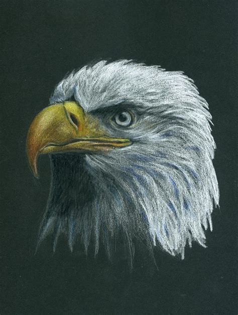 Bald Eagle Colored Pencil On Black Paper By Kristee Mays Color
