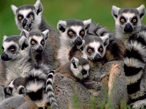 Top 15 Facts About Lemurs Origin Behavior Diet And More
