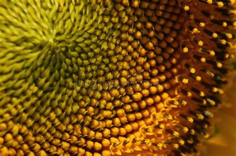Beautiful Pollen Sunflower Flora Closeup Flower Stock Photo Image Of