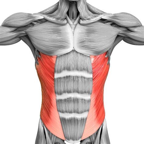 Anatomy External Abdominal Oblique External Oblique Muscle High