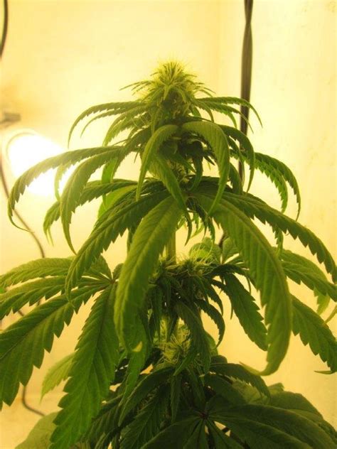 Wait to water until the top inch of soil is dry. A Hidden Killer: The Chain Reaction of Over-Watering ...