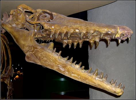 Hier vind je openingstijden, adressen enz. First Mosasaur Meeting