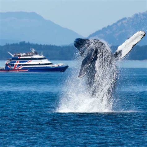 Seattle Whale Watching Tour Half Day Clipper Vacations