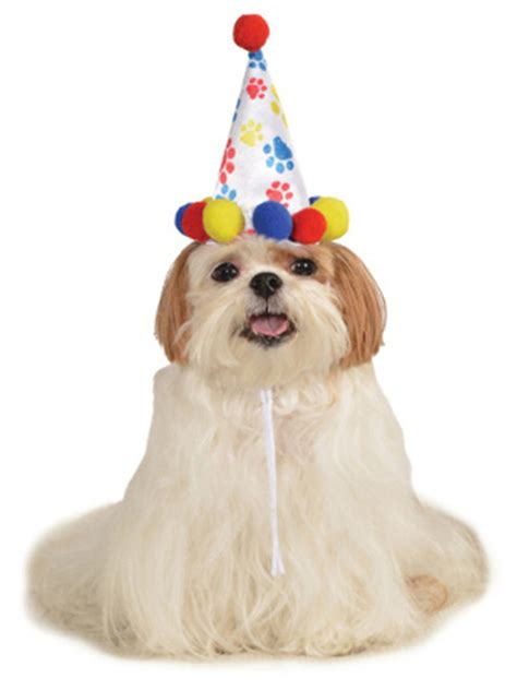 Birthday Boy Paw Prints Pet Hat